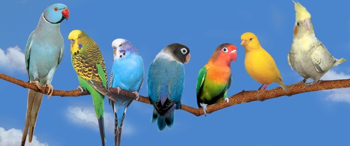 pájaros de diversas especies