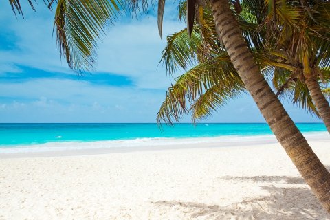 Playa con palmeras