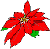 Poinsetia